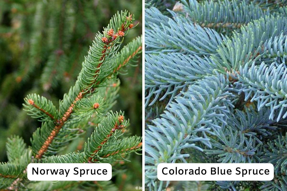 Two Types of Spruce Trees