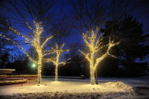 Outdoor Christmas lights on tree trunks