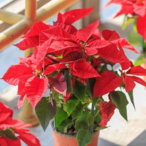 red Christmas star in pot